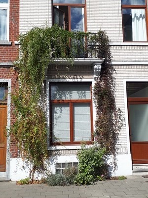 végétalisez votre rue